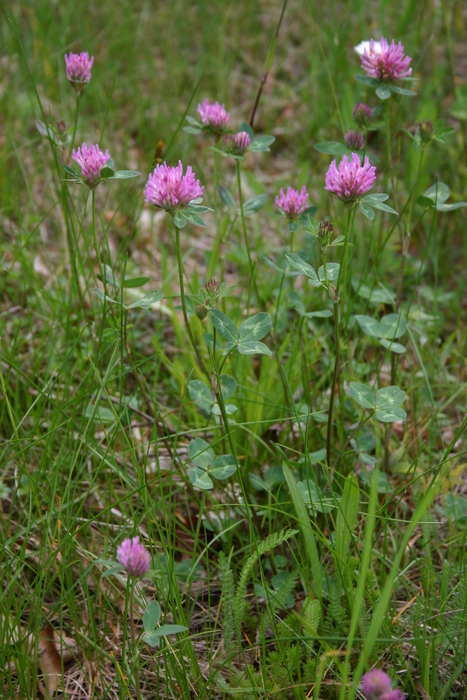 Wiesen-Klee (Trifolium pratense) - © Emanuel Trummer Wiesen-Klee (Trifolium pratense) - © Emanuel Trummer
